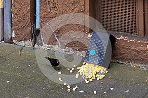 A black crow on the sidewalk eats popcorn scattered from a bag.