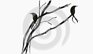 Black crow silhouette bird on branch tree