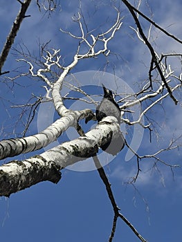 A black crow sits on a dry tree against a blue sky. spring view