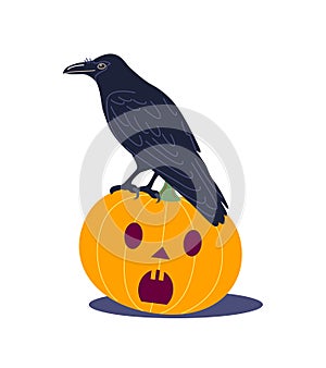 Black Crow Sitting on Halloween  Pumpkin