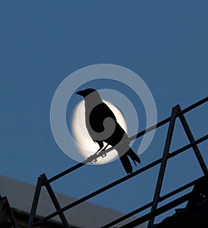 Black crow sitting on the roof and croaks against full moon at night