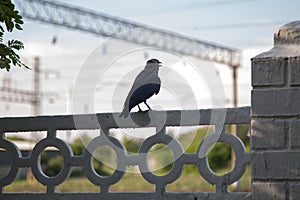 black crow sitting on a white fence croaks