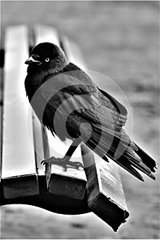 Black crow sitting on a wooden bench