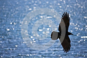 Black crow soaring over water