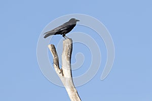 A black Crow standing on a dead tree branch with blue sky background