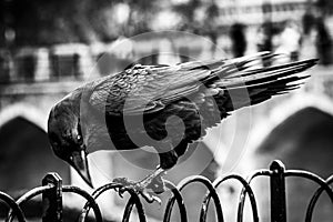Black crow standing on a fence using its grapples while chopping with its beak