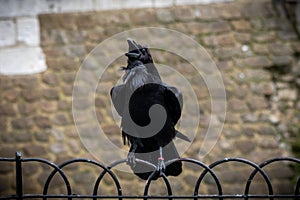 Black crow standing on a fence using its grapples while croaking with old bricks background