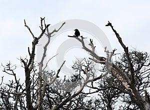 Black crow on the top of a tree