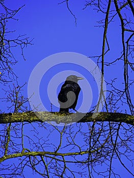 Black Crow on Tree Branch in front of blue Sky