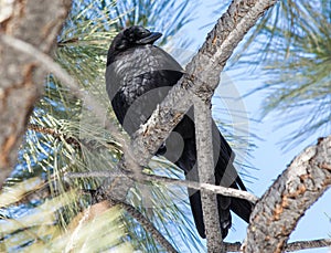 Black Crow in a Tree in Centennial, Colorado photo