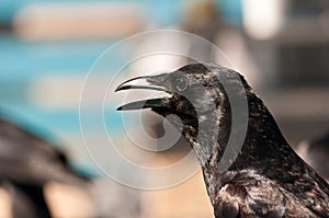 Black crow, waiting for fish scraps