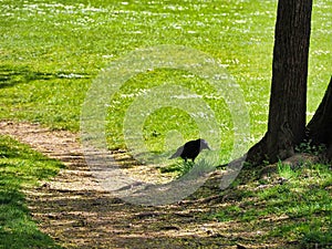 a black crow walks down the path between two trees and grass