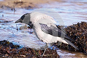 A black crow walks on the water in the sea with brown seaweed in the background