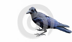 Black crow on white background.