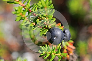 Black Crowberry, Empetrum nigrum