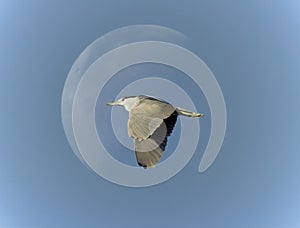 Black Crown Heron In-Flight 2