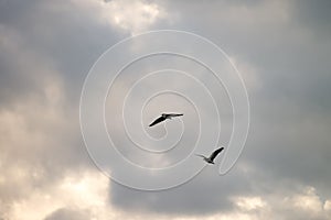 Black crowned bird flying with sky as background photo