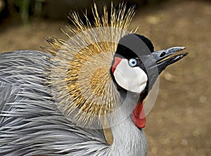 Black crowned crane 10