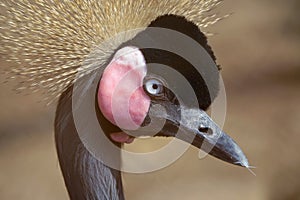 Black Crowned Crane