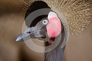 Black Crowned Crane