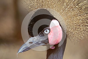 Black Crowned Crane