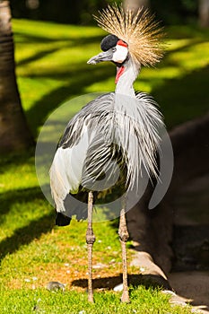 Black Crowned Crane