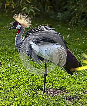 Black crowned crane 12