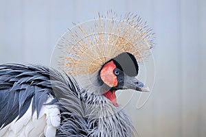 Black Crowned Crane