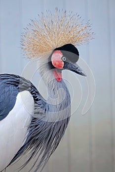 Black Crowned Crane