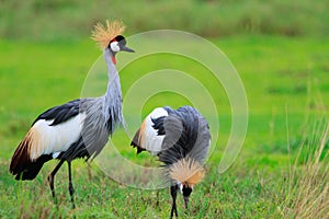 Black Crowned Crane