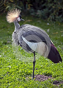 Black crowned crane 15