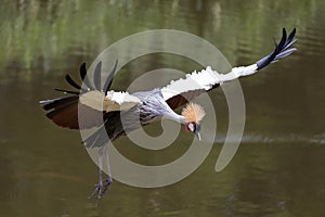 Black crowned crane