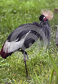 Black crowned crane 16
