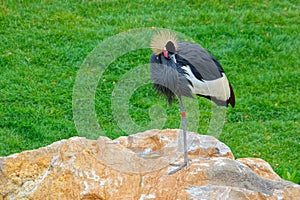 Black Crowned Crane