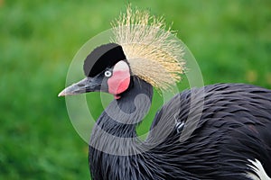 Black Crowned Crane