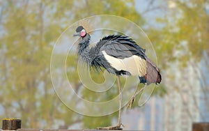 Black Crowned Crane