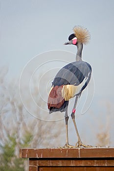 Black Crowned Crane