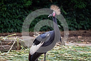 Black crowned crane