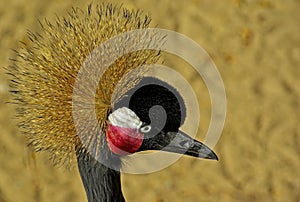 Black crowned crane