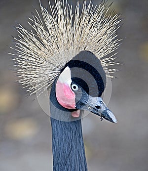 Black crowned crane 3