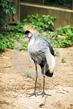 Black crowned crane