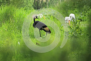 Black crowned crane