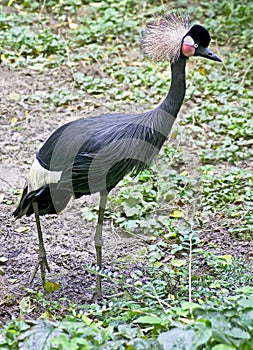 Black crowned crane 5