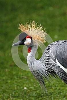 Black Crowned Crane