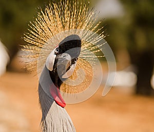 Black crowned crane