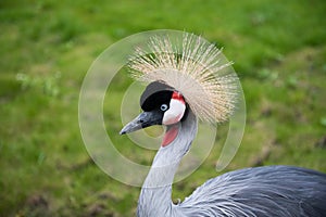 Black-crowned crane