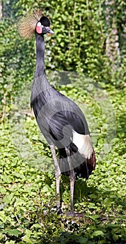 Black crowned crane 7