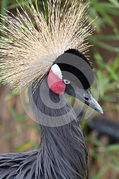 Black Crowned Crane