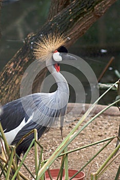 Black Crowned Crane