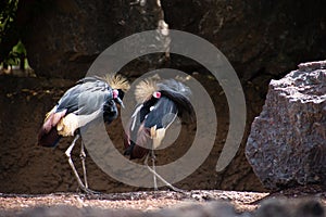 Black Crowned Crane, African birds, two Black Crowned Crane